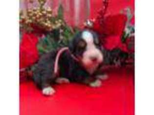 Bernese Mountain Dog Puppy for sale in Broxton, GA, USA