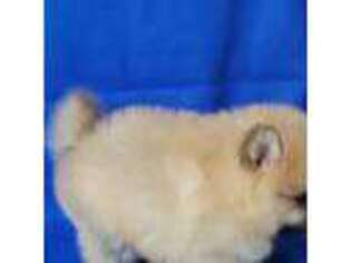 Pomeranian Puppy for sale in Laredo, TX, USA