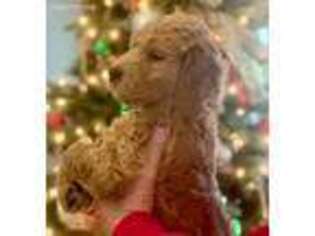 Goldendoodle Puppy for sale in Stella, NC, USA
