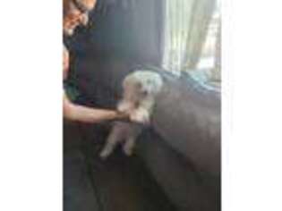 Bichon Frise Puppy for sale in Copiague, NY, USA