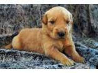 Golden Retriever Puppy for sale in Mayville, MI, USA
