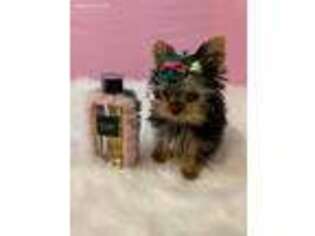 Yorkshire Terrier Puppy for sale in Lewisville, TX, USA