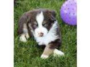 Miniature Australian Shepherd Puppy for sale in Ellensburg, WA, USA