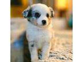 Miniature Australian Shepherd Puppy for sale in Midlothian, VA, USA