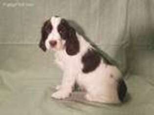 English Springer Spaniel Puppy for sale in Kilkenny, MN, USA