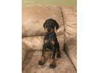 Doberman Pinscher Puppy for sale in Toccoa, GA, USA
