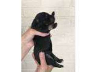 Goldendoodle Puppy for sale in Calhoun, GA, USA
