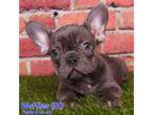 French Bulldog Puppy for sale in Cameron, NC, USA