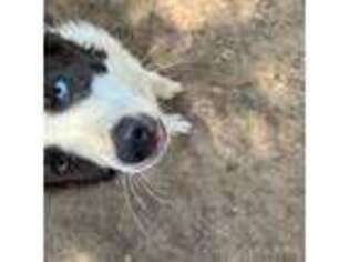 Border Collie Puppy for sale in Paige, TX, USA