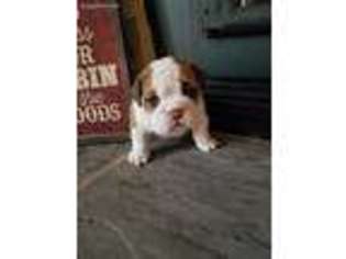 Bulldog Puppy for sale in Oregon, IL, USA