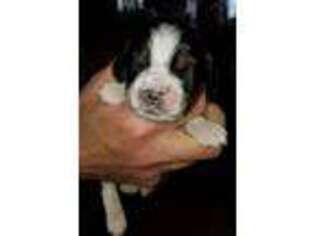 English Springer Spaniel Puppy for sale in Maple Plain, MN, USA