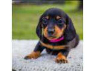 Dachshund Puppy for sale in Greenville, VA, USA