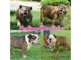 Bulldog Puppy for sale in Austin, TX, USA