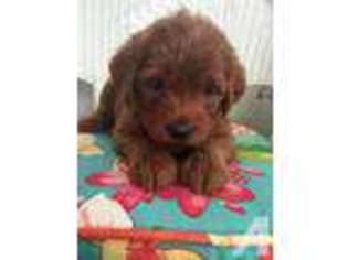 Labradoodle Puppy for sale in LAFAYETTE, CA, USA