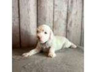 Labradoodle Puppy for sale in Hawesville, KY, USA