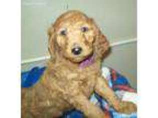 Labradoodle Puppy for sale in Flossmoor, IL, USA