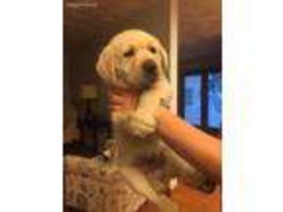 Labrador Retriever Puppy for sale in Narragansett, RI, USA