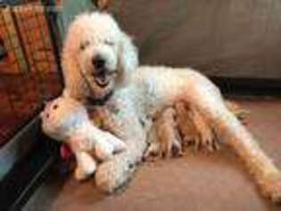 Goldendoodle Puppy for sale in Malvern, AR, USA
