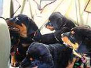 Rottweiler Puppy for sale in BETHESDA, MD, USA