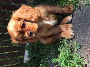 Cavalier King Charles Spaniel Puppy for sale in Estherville, IA, USA