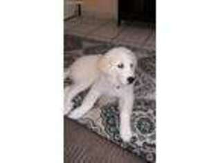 Great Pyrenees Puppy for sale in Miami, FL, USA