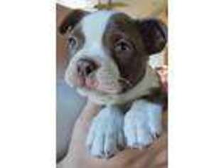 Boston Terrier Puppy for sale in Birch Run, MI, USA