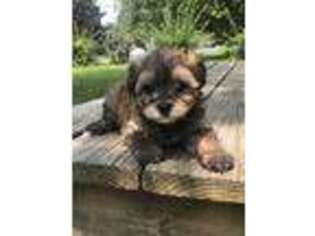Cavapoo Puppy for sale in West Deptford, NJ, USA