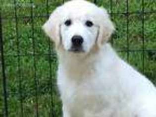Mutt Puppy for sale in Moore, SC, USA