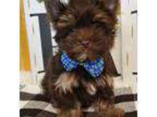 Yorkshire Terrier Puppy for sale in Grand Island, NE, USA