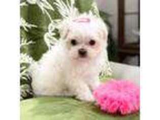 Maltese Puppy for sale in Fairhope, AL, USA