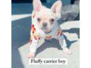 French Bulldog Puppy for sale in Minneapolis, MN, USA