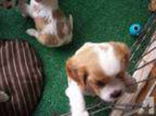 Cavalier King Charles Spaniel Puppy for sale in CORONA, CA, USA
