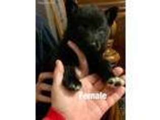 German Shepherd Dog Puppy for sale in West Plains, MO, USA