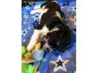 English Springer Spaniel Puppy for sale in Jasper, GA, USA