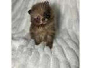 Pomeranian Puppy for sale in Royal Oak, MI, USA