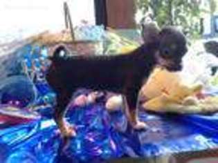 Chihuahua Puppy for sale in Ypsilanti, MI, USA