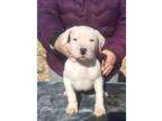 Dogo Argentino Puppy for sale in Marble, NC, USA