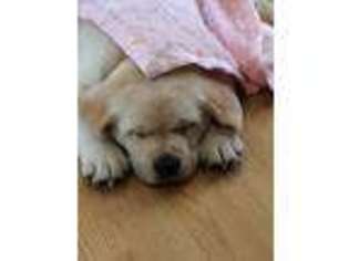 Labrador Retriever Puppy for sale in West Olive, MI, USA