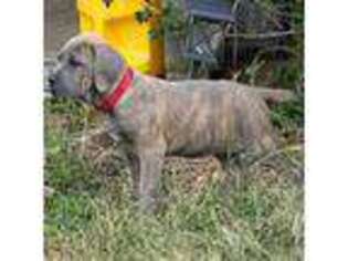 Cane Corso Puppy for sale in Kaufman, TX, USA
