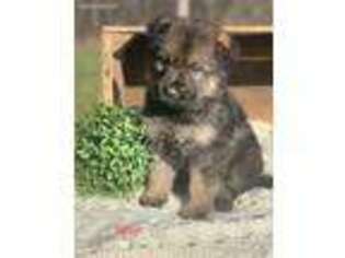 German Shepherd Dog Puppy for sale in Middlebury, IN, USA