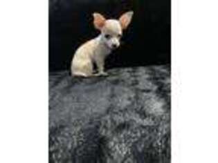 Chihuahua Puppy for sale in Durham, NC, USA
