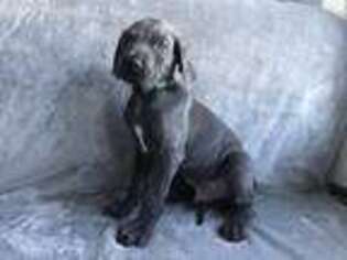 Great Dane Puppy for sale in Stony Point, NC, USA