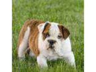 Bulldog Puppy for sale in Topeka, IN, USA