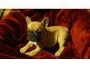 French Bulldog Puppy for sale in Emmett, ID, USA