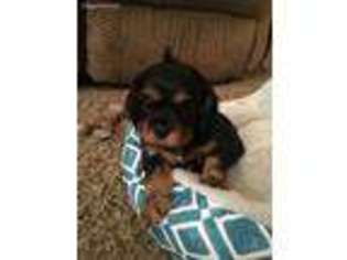 Cavalier King Charles Spaniel Puppy for sale in O Fallon, MO, USA