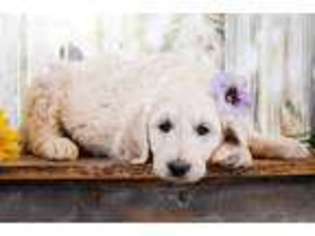 Goldendoodle Puppy for sale in Grand Junction, CO, USA