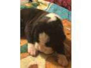 Boxer Puppy for sale in Marlette, MI, USA