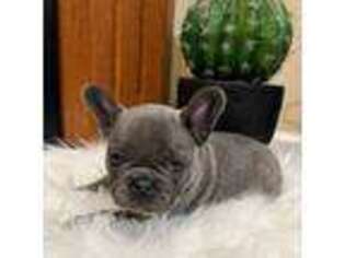 French Bulldog Puppy for sale in Bakersville, NC, USA