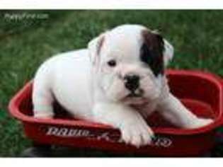 Bulldog Puppy for sale in Cambridge, OH, USA
