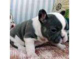 French Bulldog Puppy for sale in Dunnellon, FL, USA